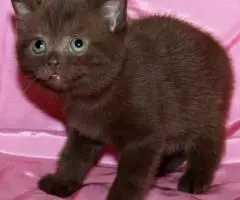 Британские шоколадные котята из питомника. - 3