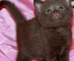 Британские шоколадные котята из питомника. - 4