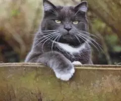 Catwatching Desmond Morris. London 1994 - 3