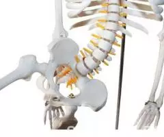 Модель скелета человека гнущийся позвоночник - 2