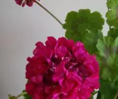 герань малиновая, отростки - 2