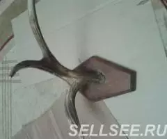 рога лосинные разные. - 2