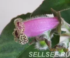 Колерия Варшевича. молодые растения - 2