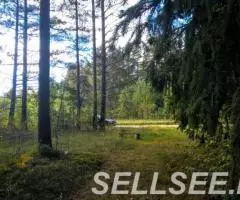 Шикарный участок на опушке соснового леса - 2