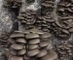 Продается готовый бизнес в с. Рогачевка. - 2