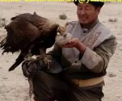 гид, водитель в Кыргызстане, туризм, путешествия, горы, . .. - 3