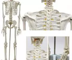 Модель Скелета человека анатомический 170 см - 2