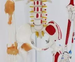 Модель Скелета человека 85 см Гнущийся позвоночник, . .. - 2