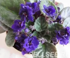 Фиалка темно-фиолетовая, махровая, розетка - 2