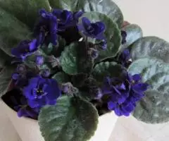 Фиалка темно-фиолетовая, махровая, розетка - 3