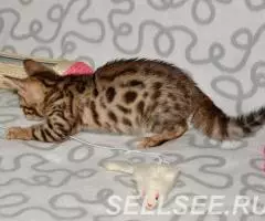 Бенгальские котята из питомника - 2