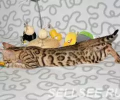 Бенгальские котята из питомника - 3