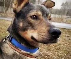 Очаровательный Чип пристраивается в самые добрые руки - 2