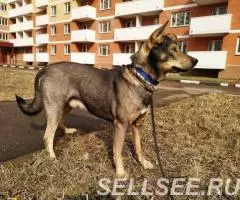 Очаровательный Чип пристраивается в самые добрые руки - 3