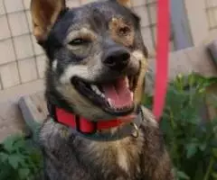 Очаровательный Чип пристраивается в самые добрые руки - 4