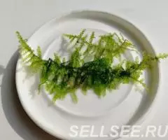 Мох Pirinopolis. Очень красивый мох. - 2