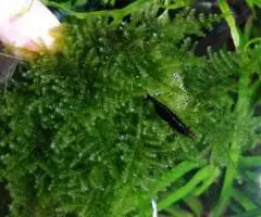 Мох Pirinopolis. Очень красивый мох. - 3