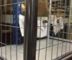 тележки платформенные со съемными бортами оцинкованные с ... - 3