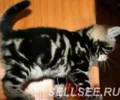 Британские котята черный мрамор. - 2