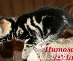 Британские котята черный мрамор. - 3