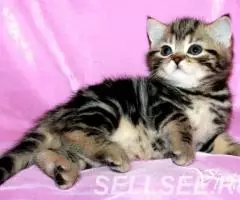 Британские котята черный мрамор. - 4