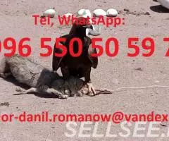 guide, chauffeur au Kyrgyzstan, tourism, voyages, . .. - 4