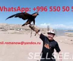 guide, driver in Kyrgyzstan, tourism, travel, excursions, . ...