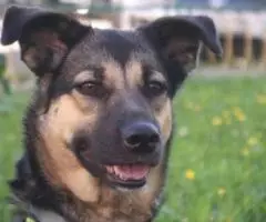 Была домашней. .. Берта мечтает о семье. .. - 2