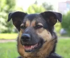 Была домашней. .. Берта мечтает о семье. .. - 4