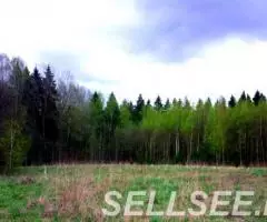 Участок 15 соток, ИЖС, коммуникации, со своим еловым лесом - 2