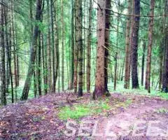 Участок 15 соток, ИЖС, коммуникации, со своим еловым лесом - 4