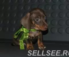 ТАКСЫ щенки- ШОКОЛАДНЫЙ окрас - 2