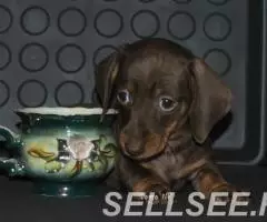 ТАКСЫ щенки- ШОКОЛАДНЫЙ окрас - 3