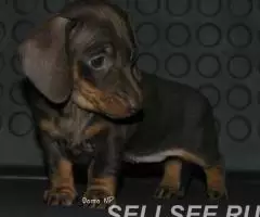 ТАКСЫ щенки- ШОКОЛАДНЫЙ окрас - 4