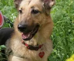 Овчарка декоративная - Роночка. - 2