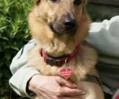 Овчарка декоративная - Роночка. - 3