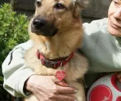 Овчарка декоративная - Роночка. - 4