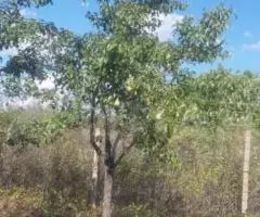 Продам садовый участок - 4