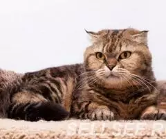 Уютная Малинка в дар. - 2