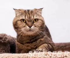 Уютная Малинка в дар. - 3