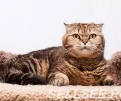 Уютная Малинка в дар. - 4