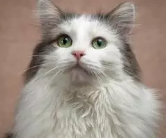 Молодой котик Федот ищет дом. - 2