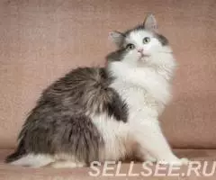 Молодой котик Федот ищет дом. - 3