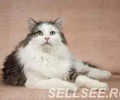 Молодой котик Федот ищет дом. - 4