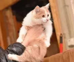 Очаровательные малышки ищут дом. - 2