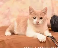 Очаровательные малышки ищут дом. - 3