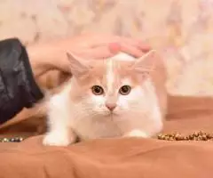 Очаровательные малышки ищут дом. - 4