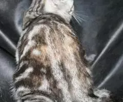 Вислоухая изумительная супер кошечка Черная мраморная . .. - 2