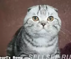 Вислоухая изумительная супер кошечка Черная мраморная . .. - 3