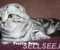 Вислоухая изумительная супер кошечка Черная мраморная . .. - 4